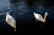 pair of swans